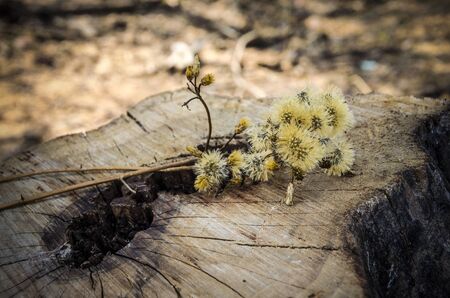 Closeup image of wild flower , grasses on stump and dead treeの写真素材