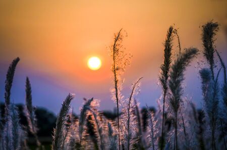 Closeup image of wild grasses which have sunset sky as backgroundの写真素材