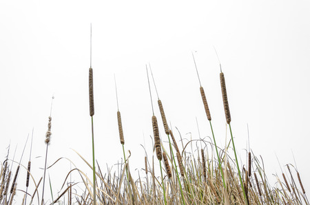 An isolated image of cattail on white backgroundの写真素材