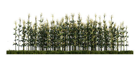A 3d rendering image of wooden product display place on green grasses filedの写真素材