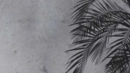 An image of plam leave shadow on the wall.の写真素材