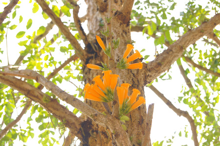 Wildflowers yellow Wicks lunch.の写真素材