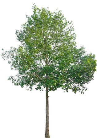 tree isolated on white backgroundの写真素材