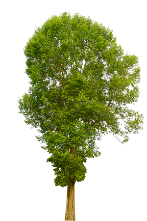 tree isolated on a white backgroundの写真素材