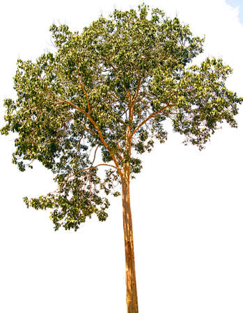 Tree isolated on a white background.の写真素材