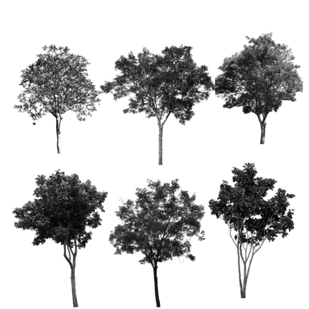 The black tree is set on a white background.の写真素材