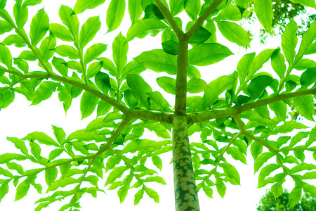 Tree branches and leaves are green on a white background.の写真素材