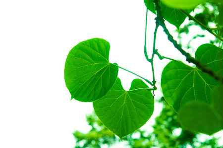 Tree branches and leaves are green on a white background.