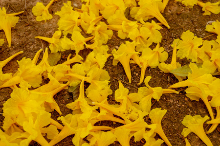 Golden flowers fall on the ground,Named the golden tree.の写真素材