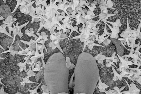 Golden flowers fall on the ground,Named the golden tree.の写真素材