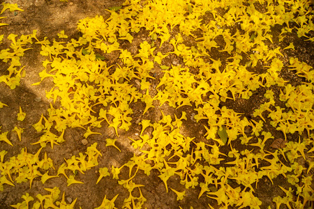 Golden flowers fall on the ground,Named the golden tree.の写真素材