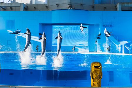 YOKOHAMA,JAPAN MARCH 13,2019 Dolphins jumping in the air at Hakkeijima Sea Paradise Show with three trainers at the backgroundのeditorial素材