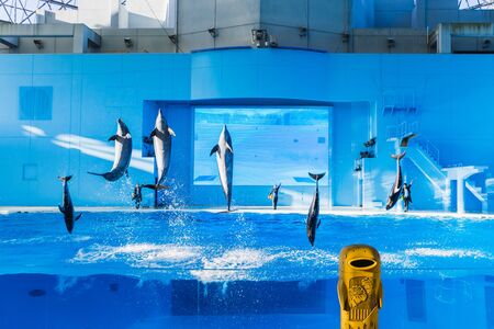 YOKOHAMA,JAPAN MARCH 13,2019 Dolphins jumping in the air at Hakkeijima Sea Paradise Show with three trainers at the backgroundのeditorial素材