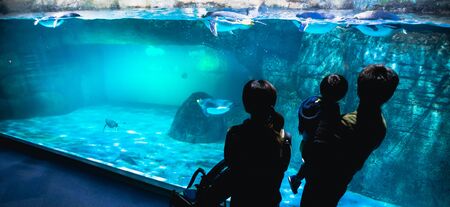 YOKOHAMA,JAPAN MARCH 13,2019 Family standing and looking at a group of Emperor penguins in the display area at Hakkeijima Sea Paradise aquarium museumのeditorial素材