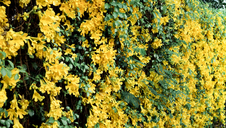 Catclaw Vine Yellow Flower Wall full bloom