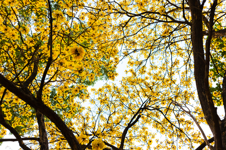 Yellow flower Tabebuia chrysantha tree look up sky backgroundの写真素材