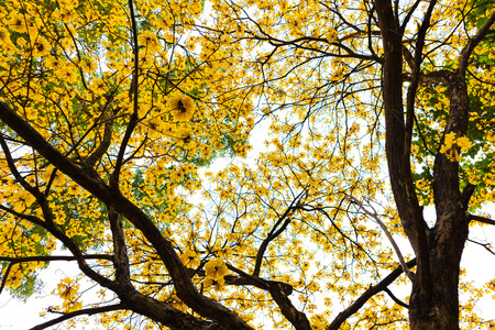 Yellow Tabebuia chrysantha tree look up sky backgroundの写真素材