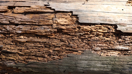 Close up view of Rotten damaged wood cause by Termites or Fungus
