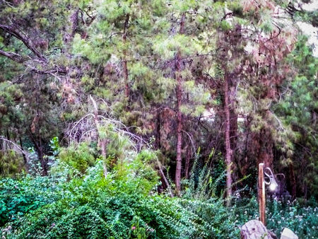 The forestの写真素材