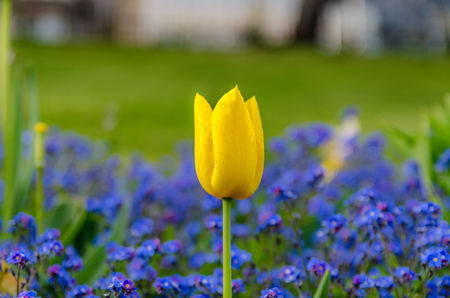Yellow tulip in Edinburgh square marking the arrival of springの写真素材