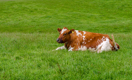 Brown cow thrown on a green meadowのeditorial素材