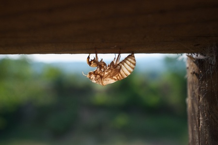 strange flying insect dead and transparent