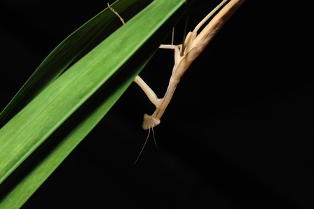 closeup of praying mantis on a leaf