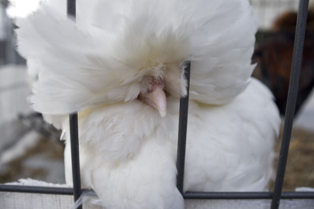 closeup of a white Paduan chickenの写真素材