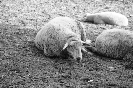 sheeps lying down in the mudの写真素材
