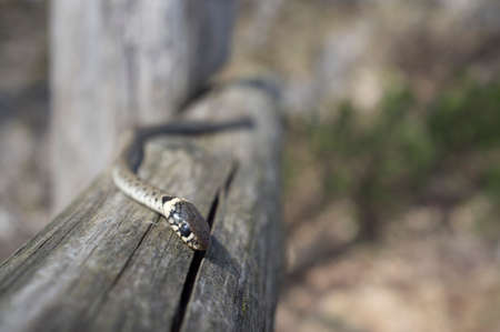 young viper sunbathing on a fence