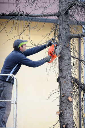 Vicenza, Italy - January 24, 2016: professional lumberjack cutting a treeのeditorial素材