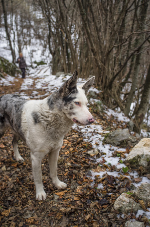 beautiful mongrel sheepdog whit blue eyes in the winter forest