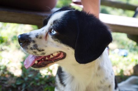 close-up of beautiful black and white puppy shepherd dog with blue eyesの写真素材