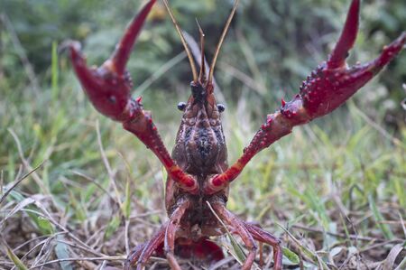 red swamp crawfish (Procambarus clarkii) poised for attack in the streetの写真素材
