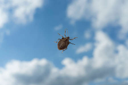 bedbug in the blue skyの写真素材