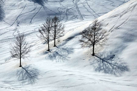 Beautiful outdoor landscape with lonely trees and footprints in the snow winter seasonの写真素材