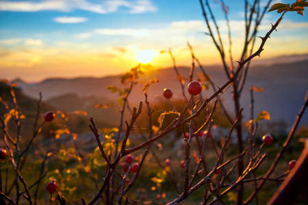 Red wild rose fruits, autumnal rosehip fruits on shrub at sunsetの写真素材