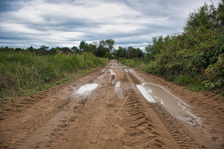 Sad homeless dog walks on the wet trail full of puddlesの写真素材