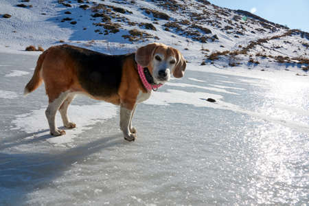 Old Beagle dog with pink scarf, walking on the frozen lakeの写真素材