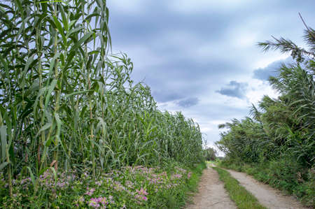 Path in the field between ears of corn sown for harvestの写真素材
