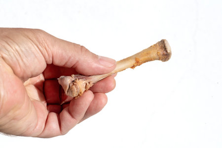 Male hand holding a stripped chicken bone against a white background
