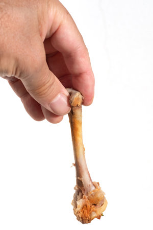 Male hand holding a stripped chicken bone against a white backgroundの写真素材