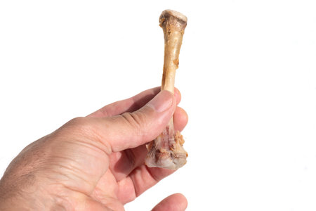 Male hand holding a stripped chicken bone against a white backgroundの写真素材