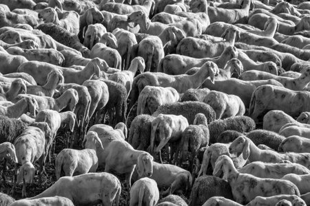 A dense flock of sheep tightly packed together in a rural setting, captured in warm natural light....