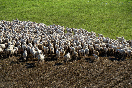 A large flock of sheep grazes closely together on a harvested field, creating a striking visual...