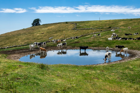 a herd of cows gathered around a small pond in a mountain pasture. Some cows are drinking and...