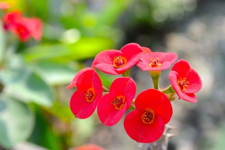 red euphorbia flower in the gardenの写真素材