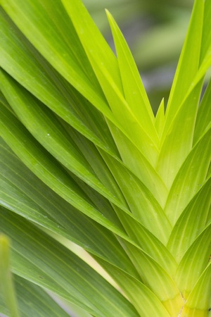 green background of leaf of orchid in the gardenの写真素材