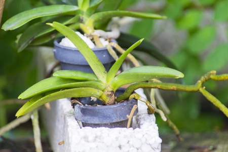 seedling of rhynchostylis orchid growing in plotの写真素材