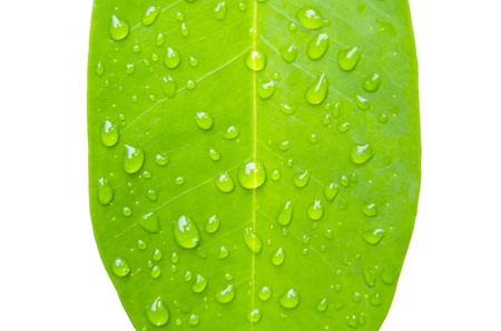Green leaf of plant in closeup shot with the raindrop